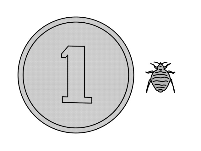 1円玉とトコジラミの大きさ比較