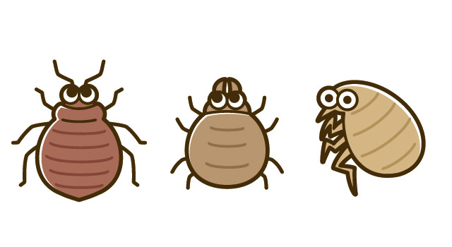 衛生害虫3種(トコジラミ・ダニ・ノミ)